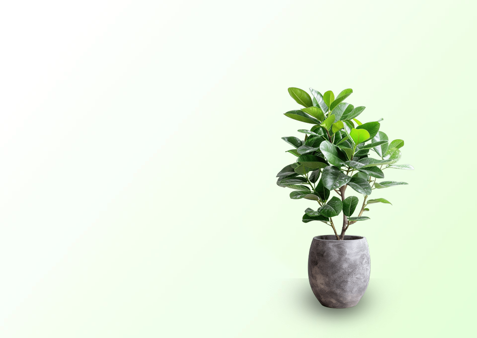 Plants