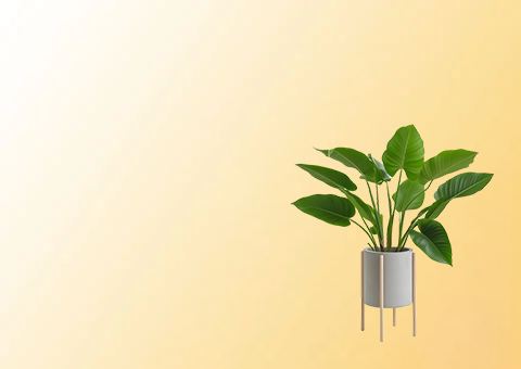Pots & Planters
