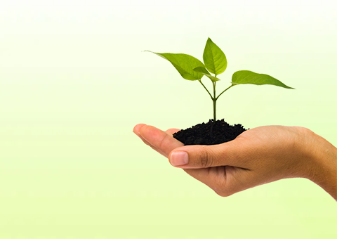 Plant Care